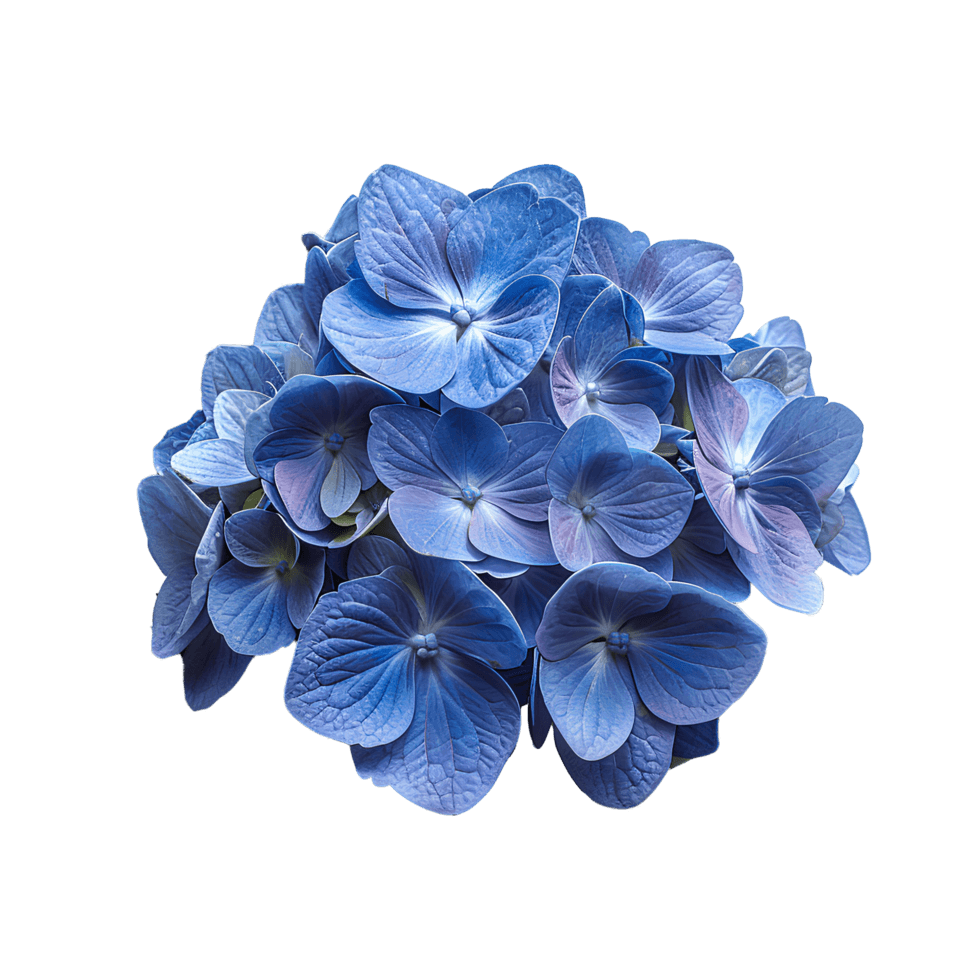 Hydrangea, Blue