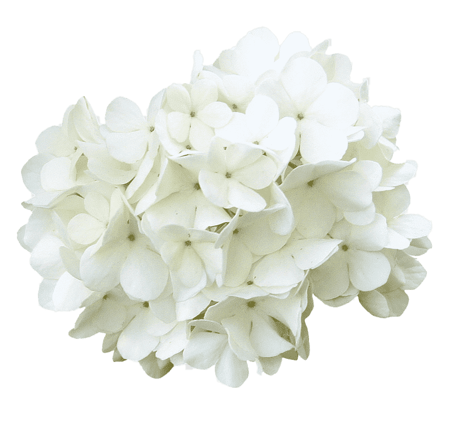Hydrangea, White