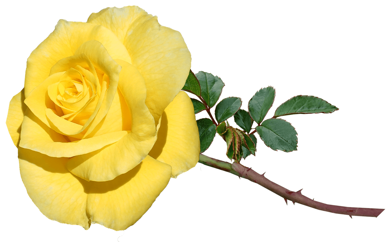 Rose, Soft Yellow