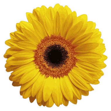 Gerbera
