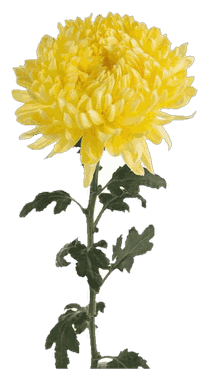 Chrysanthemum Yellow