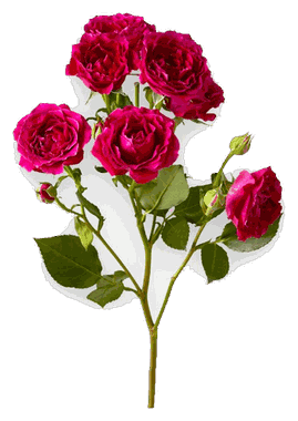 Spray Rose Julietta Fuchsia