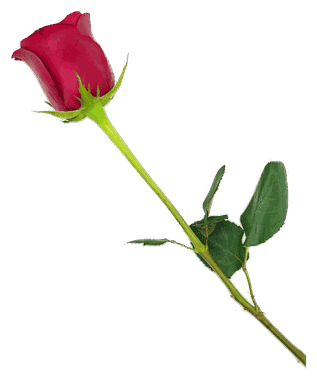 Rose Red