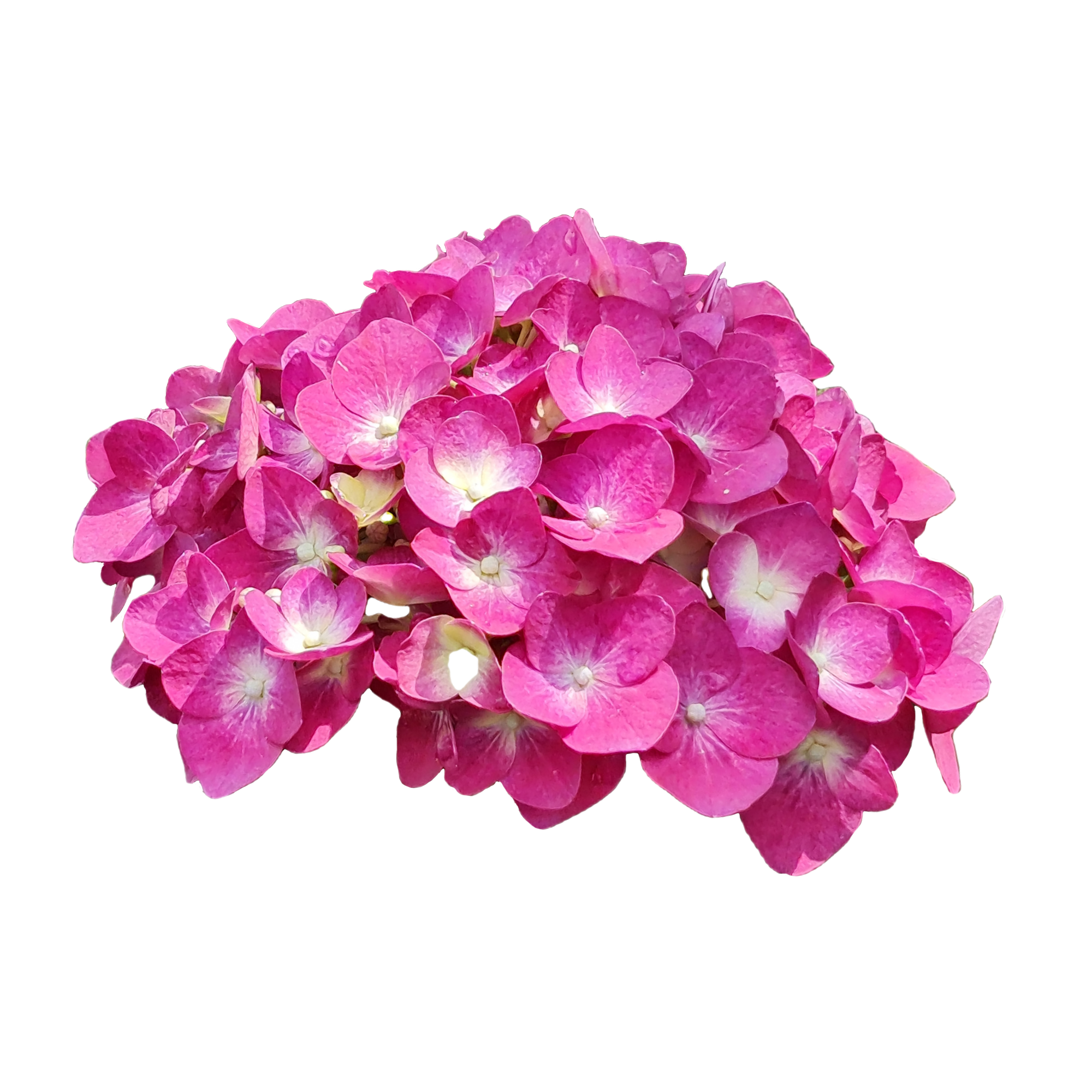Floranow