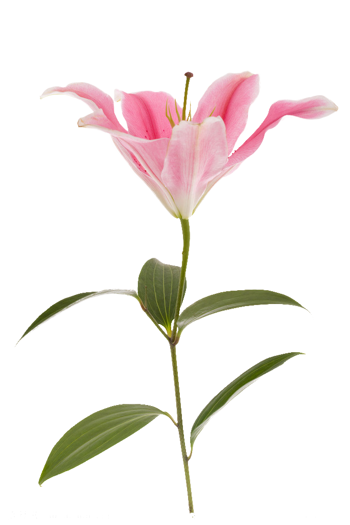Souk Blooms